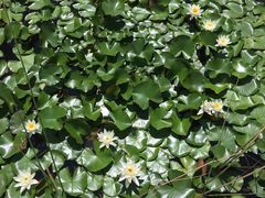 -武清南湖绿博园