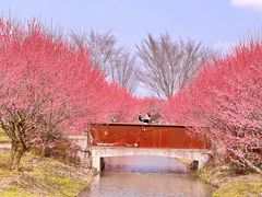 -花开海上生态园