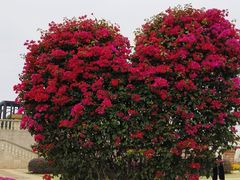-东莞植物园