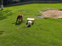 -西霞口神雕山野生动物世界