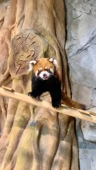 -Zoolung Zoolung动物主题公园(海信广场店)