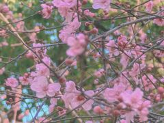 -重庆市江北嘴中央商务区中央公园