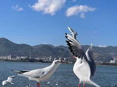-海埂大坝