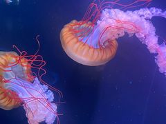 -欢乐海岸海洋奇梦馆