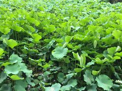 -四川大学(华西校区)