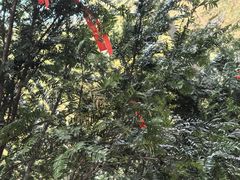 -东明山森林公园