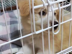 -天宠宠物医院24小时·急重症诊疗中心·全科·腔镜特色(和平分院)