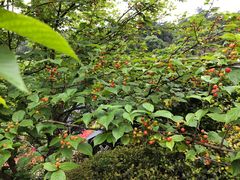 -龙川湾千岛湖国际垂钓中心