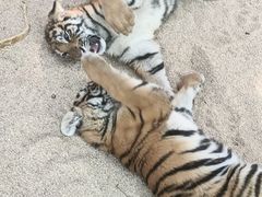 -北京野生动物园