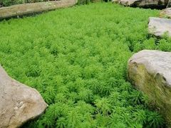 -南山植物园