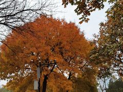 -莲花池公园