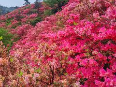 -木兰云雾山
