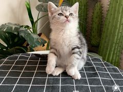 -喵zoo家庭繁育猫舍(尖东智能花园店)