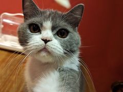 -猫色咖啡·猫咖