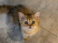 -楼上猫咖(罗湖店)