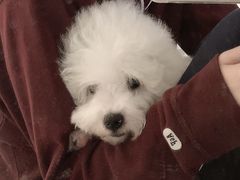 -翊宠yipet猫狗购宠庄园犬舍•猫舍