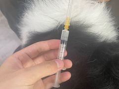 -严国平动物医院(德政总院)