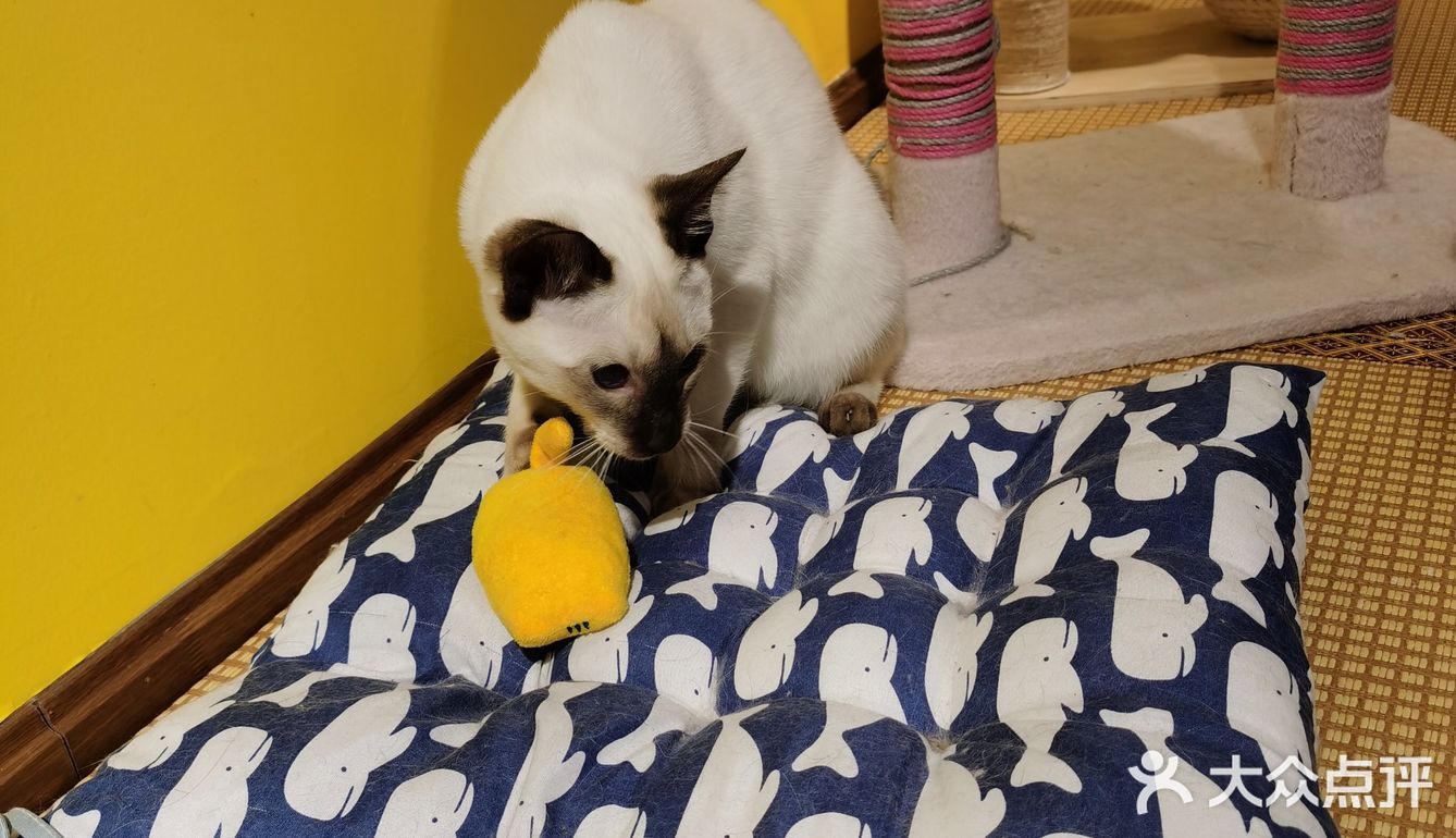 喜欢猫咪不得不来的一家店