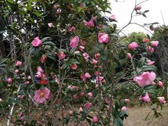 -南国桃园旅游度假区