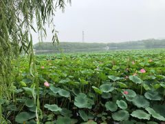 -大兴滨河森林公园