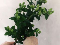 -Butchart布查德鲜花(花艺设计中心)