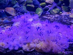 -瑞普利水族馆