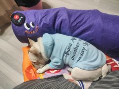 -必胜客(骡马市店)