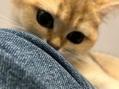-伟伟宠物医院·CT影像中心·瑞派犬猫综合性门诊(汉口总院)