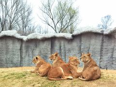 -北京野生动物园