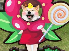 -歌斐颂巧克力小镇