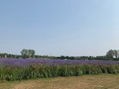 -北京东方普罗旺斯薰衣草庄园