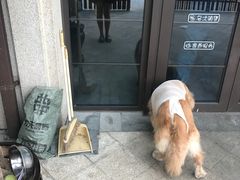 -美联众合宠物医院·爱萌分院·内外科·猫科中心