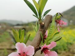 -青林口古镇