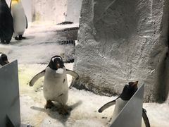 -大连圣亚海洋世界