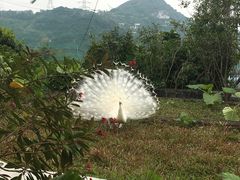 -东部华侨城