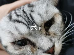 -佳怡动物医院·平价24小时·猫专科骨外科