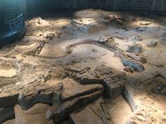 -自贡恐龙博物馆