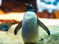 -海合安武汉极地海洋公园