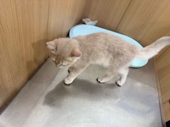 -米苏动物医院·犬猫专科·骨科外科内窥镜