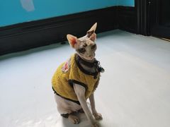-猫色咖啡·猫咖