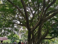 -晓港公园