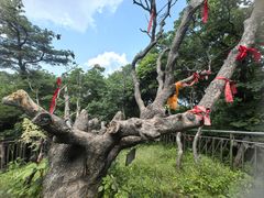 -王顺山国家森林公园