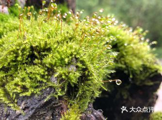 贵州游记（三）荔波小七孔