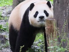 -卧龙中华大熊猫苑神树坪基地