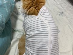 -灵美宠物诊所