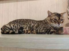 -飞行喵MR PILOT|猫舍·猫咖(静安大融城店)