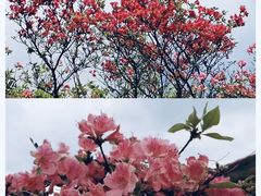 -大围山国家森林公园