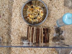 -钓仓鼠(洋桥北里小区店)