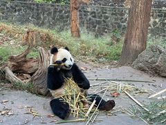 -都江堰中华大熊猫苑