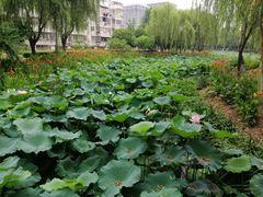 -荷花公园